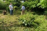 Zwei Männer befinden sich in einem grünen Gartenbereich, der von Bäumen und Sträuchern umgeben ist. Der Mann links trägt ein weißes T-Shirt, eine blaue Jeans, Handschuhe und eine Schutzmaske. Er hält eine Handvoll abgeschnittene Zweige. Der Mann rechts trägt ein hellblaues Hemd, beige Shorts, einen Sonnenhut und grüne Handschuhe. Er ist von hinten zu sehen und scheint ebenfalls mit Gartenarbeit beschäftigt zu sein. Im Vordergrund steht eine Schubkarre, die mit frisch geschnittenem Grünzeug gefüllt ist. Das Bild zeigt eine Arbeitssituation im Freien inmitten von viel Grün.